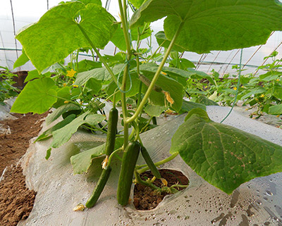 mg����ͻ��(�й���)�ٷ���վ